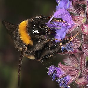 Dunkle Erdhummel (Bombus terrestris) an Salvia nemorosa