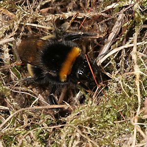 Bombus terrestris auf Nistplatzsuche