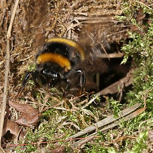 Bombus terrestris auf Nistplatzsuche