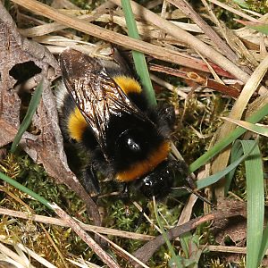 Bombus terrestris, W auf Nistplatzsuche