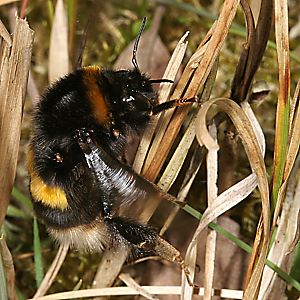 Bombus terrestris, W auf Nistplatzsuche
