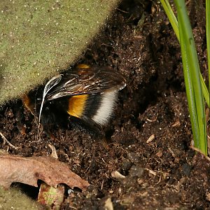 Bombus terrestris auf Nistplatzsuche