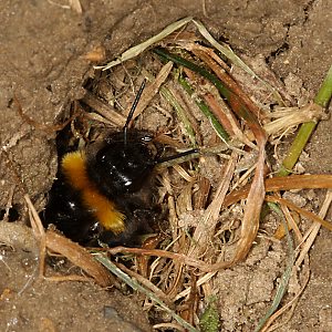 Bombus terrestris am Nesteingang