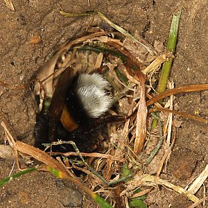 Bombus terrestris am Nesteingang