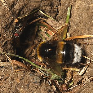 Bombus terrestris am Nesteingang