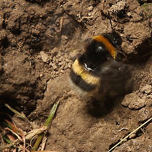 Bombus terrestris am Nesteingang