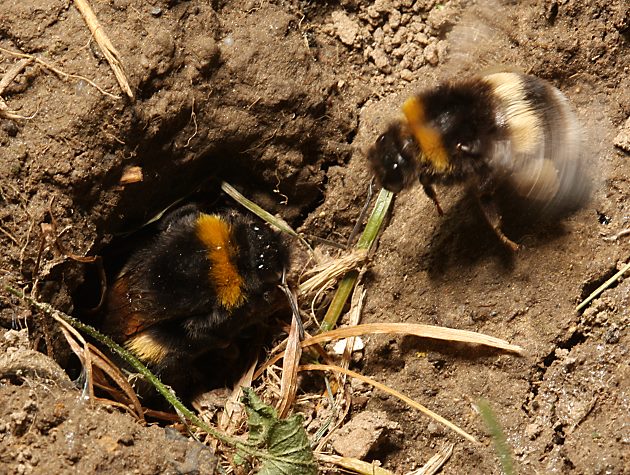 Bombus terrestris am Nesteingang