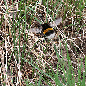 Bombus terrestris auf Nistplatzsuche