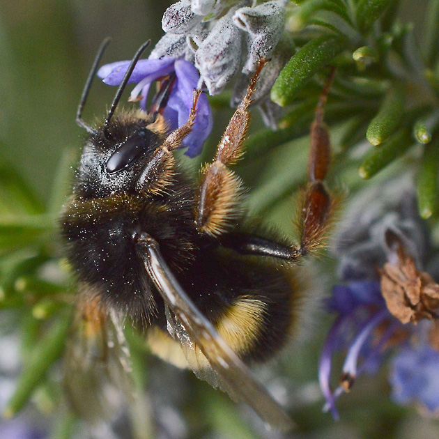 Bombus terrestris sassaricus, M Bombus terrestris sassaricus, M