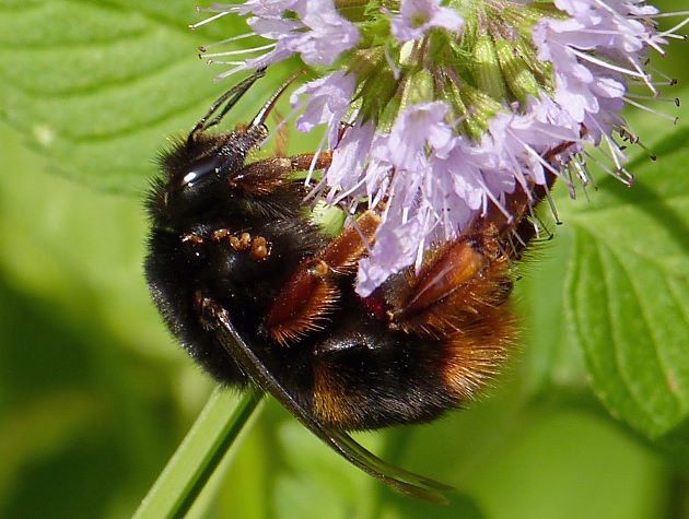 Bombus terrestris xanthopus, A Bombus terrestris xanthopus, A