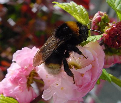 Bombus vestalis