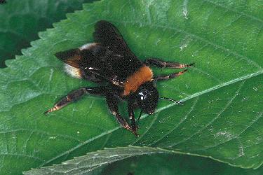 Bombus vestalis W