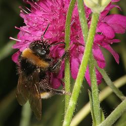 Bombus vestalis M