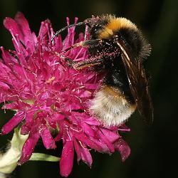 Bombus vestalis M