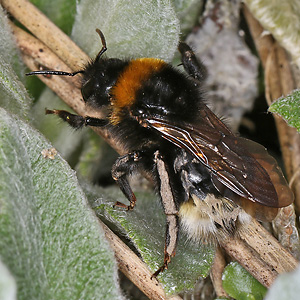 Bombus vestalis, W