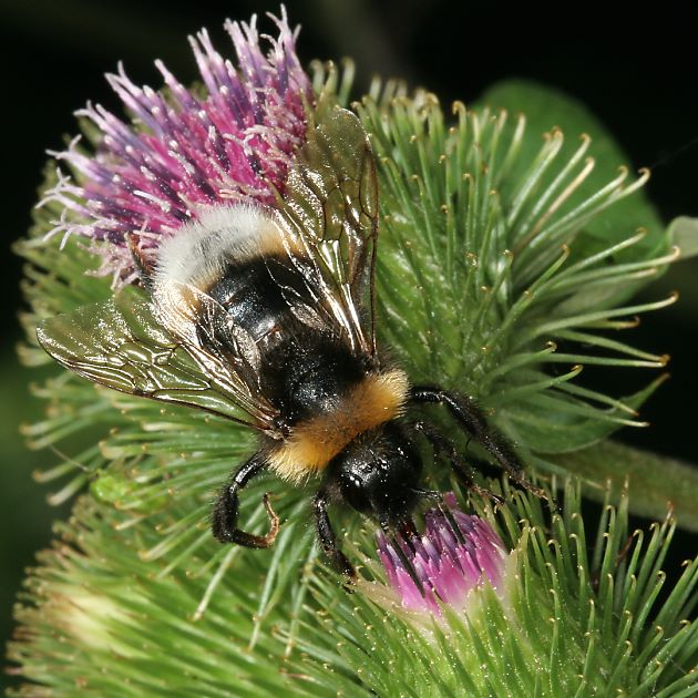Bombus vestalis, W