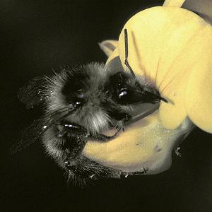 Bombus veteranus A