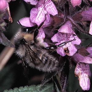 Bombus veteranus M