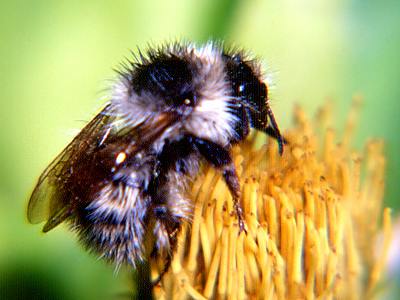 Bombus veteranus