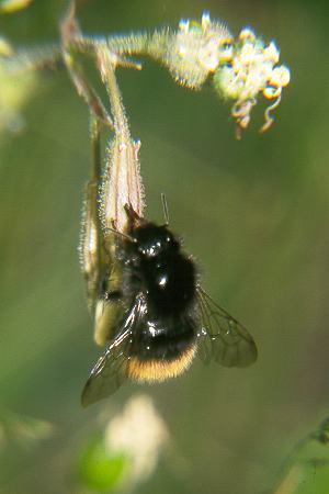 Bombus wurfleini mastrucatus Bombus wurfleini mastrucatus