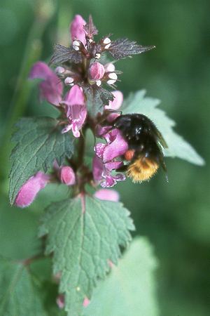 Bombus wurfleini mastrucatus Bombus wurfleini mastrucatus