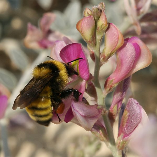 Bombus zonatus, A Bombus zonatus, A