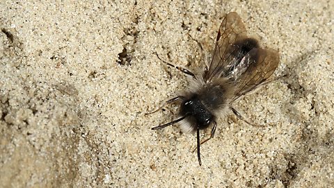 Erdbiene Andrena nycthemera, M (11.3.2012) Erdbiene Andrena nycthemera, M