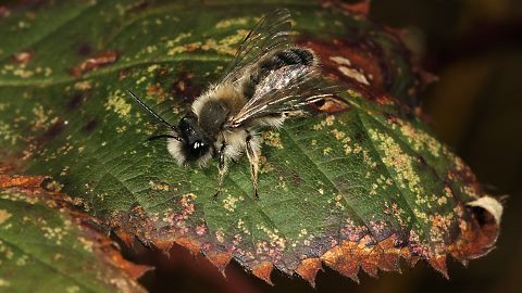 Erdbiene Andrena nycthemera, M (11.3.2012) Erdbiene Andrena nycthemera, M