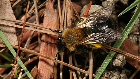 Erdbiene Andrena clarkella, W (21.3.2011) Andrena clarkella, W