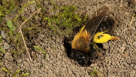 Erdbiene Andrena clarkella, W (24.3.2012) Andrena clarkella, W