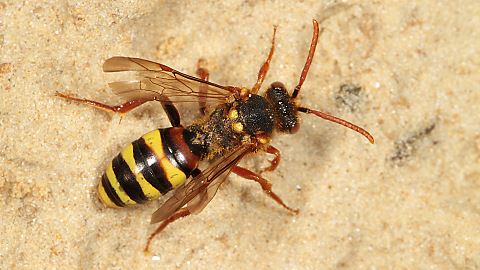 Wespenbiene Nomada lathburiana, W (26.4.2014) Wespenbiene Nomada lathburiana, W