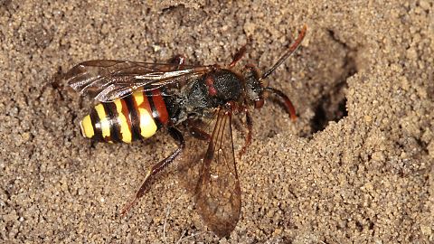 Wespenbiene Nomada leucophthalma, W (10.3.2014) Wespenbiene Nomada leucophthalma, W