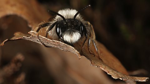 Erdbiene Andrena vaga, M (17.3.2012) Erdbiene Andrena vaga, M