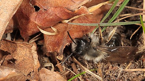 Erdbiene Andrena vaga, M (7.3.2014) Erdbiene Andrena vaga, M