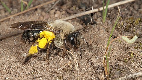Erdbiene Andrena vaga, W (4.5.2013) Erdbiene Andrena vaga, W