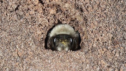 Erdbiene Andrena vaga, W (7.3.2014) Erdbiene Andrena vaga, W