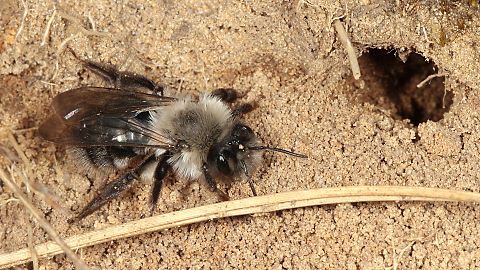 Erdbiene Andrena vaga, W (7.3.2014) Erdbiene Andrena vaga, W