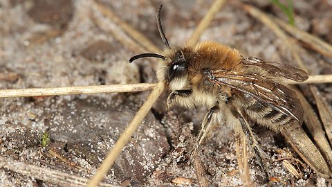 Seidenbiene Colletes cunicularius, M (10.3.2014) Seidenbiene Colletes cunicularius, M