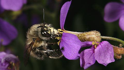 Pelzbiene Anthophora plumipes, M (16.4.2011) Pelzbiene Anthophora plumipes, M