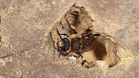 Pelzbiene Anthophora plumipes, M Pelzbiene Anthophora plumipes, M