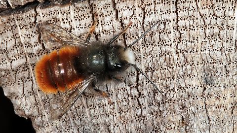 Mauerbiene Osmia cornuta, M Mauerbiene Osmia cornuta, M