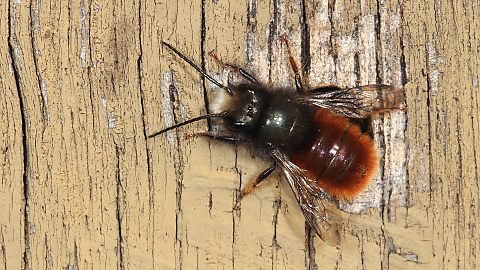 Mauerbiene Osmia cornuta, W (28.3.2015) Mauerbiene Osmia cornuta, W