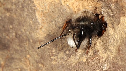 Mauerbiene Osmia cornuta, M (17.3.2014) Mauerbiene Osmia cornuta, M