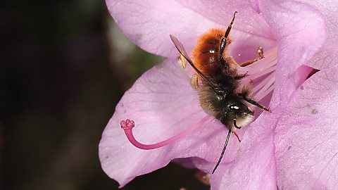 Mauerbiene Osmia cornuta, M (4.3.2014) Mauerbiene Osmia cornuta, M
