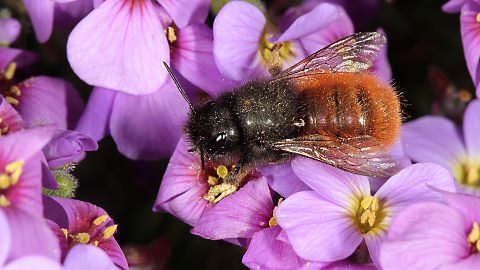 Mauerbiene Osmia cornuta, W (30.3.2014) Mauerbiene Osmia cornuta, W