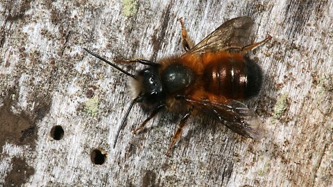 Mauerbiene Osmia bicornis, M (19.3.2011) Osmia bicornis, M