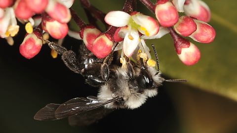 Erdbiene Andrena cineraria, W (9.4.2015) Andrena cineraria, W