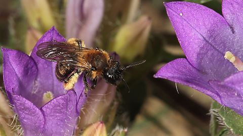 Erdbiene Andrena bicolor, W (16.6.2013) Andrena bicolor, W