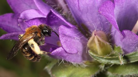 Erdbiene Andrena bicolor, W (16.6.2013) Andrena bicolor, W
