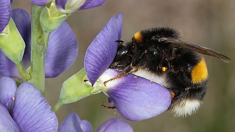Dunkle Erdhummel Bombus terrestris, W (24.5.2014) Bombus terrestris, W